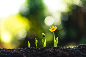 植物が成長をして花を咲かせている写真